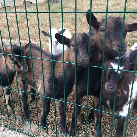 Apartments Laura Farm Stay Podčetrtek Zewnętrze zdjęcie